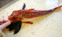 Chelidonichthys capensis, Cape gurnard: fisheries