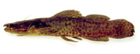 Anaspidoglanis macrostoma, Flatnose catfish: