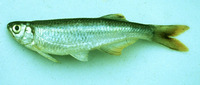 Chelaethiops congicus, :