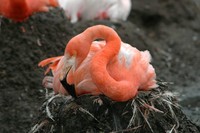 Phoenicopterus ruber - Caribbean Flamingo