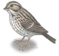 Image of: Passerculus sandwichensis (savannah sparrow)
