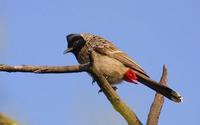 Image of: Pycnonotus cafer (red-vented bulbul)