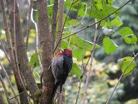 Image of: Sphyrapicus ruber (red-breasted sapsucker)