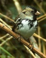 Image of: Zonotrichia querula (Harris's sparrow)