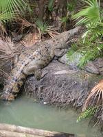 Image of: Crocodylus moreletii (Morelet's crocodile)