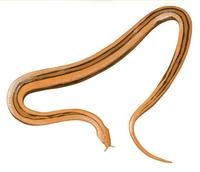 Image of: Erpeton tentaculatus (tentacled snake)