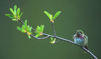 Calliope Hummingbird (Stellula calliope) photo