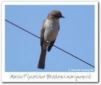 Mariqua Flycatcher - Bradornis mariquensis