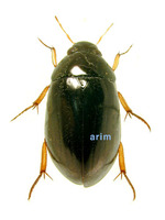 잔물땡땡이 - Hydrochara affinis