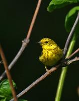 Yellow Warbler    Someday Im going to get one of these guys in breeding plumage