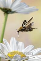 bee beetle ( Trichius fasciatu ) stock photo