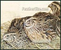 A trio of wild-type Coturnix -- male in the middle