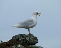 Glaucous gulls Larus hyperboreus
