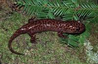 : Dicamptodon ensatus; California Giant Salamander