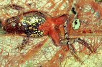 : Physalaemus maculiventris