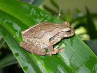 : Smilisca baudinii; Mexican Treefrog