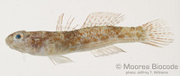 : Bathygobius cocosensis