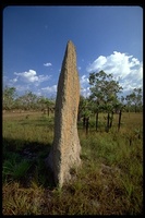 : Amitermes meridionalis; Magnetic Termite