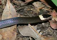 : Cacophis harriettae; White-crowned Snake