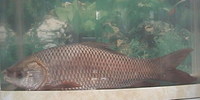 Labeo rohita, Rohu: fisheries, aquaculture, gamefish