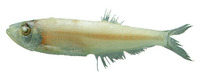 Chirocentrodon bleekerianus, Dogtooth herring: fisheries