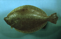 Paralichthys squamilentus, Broad flounder: