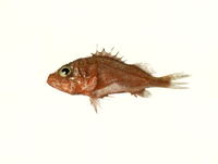 Setarches guentheri, Deepwater scorpionfish: fisheries