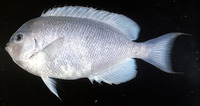 Genicanthus spinus, Pitcairn angelfish: