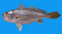 Larimus argenteus, Silver drum: fisheries