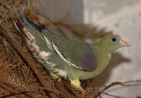 Treron calva - African Green-Pigeon