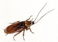 Image of: Periplaneta americana (American cockroach)
