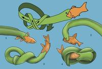 Image of: Anguilliformes (eels)