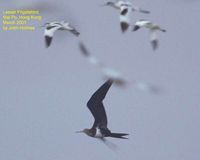 Lesser Frigatebird - Fregata ariel