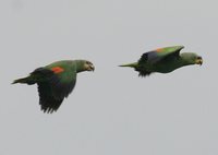 Orange-winged Parrot - Amazona amazonica