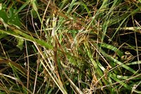 Sedge Wren - Cistothorus platensis