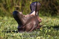 ...Common hippopotamus ( hippopotamus amphibious ) , Lake Edward , Ishasha sector in Queen Elizabet