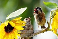 European Goldfinch ( Carduelis carduelis ) stock photo