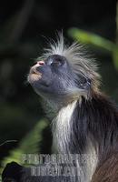 ...s endemic to the island and one of the rarest primates in Africa , Jozani forest , Zanzibar , Ta...