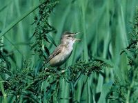 オオヨシキリ Oriental Reed-Warbler Achrocephalus orientalis