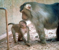 Pigtail macaque (Macaca nemestrina)