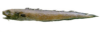 Lepophidium brevibarbe, Shortbeard cusk-eel: fisheries