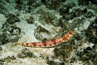 Synodus lacertinus, Sauro lizardfish:
