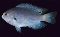 Pomacentrus melanochir, Indonesian damsel: aquarium