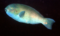 Scarus arabicus, Arabian parrotfish: fisheries