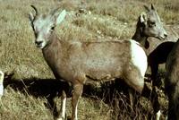 Ovis canadensis - Bighorn Sheep
