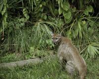 Puma concolor coryi - Florida cougar