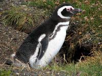 Image of: Spheniscus magellanicus (Magellanic penguin)