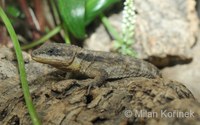 Cordylus tropidosternum - Tropical Girdled Lizard