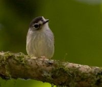 Black-capped Pygmy-Tyrant - Myiornis atricapillus