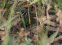 Nelson's Sharp-tailed Sparrow - Ammodramus nelsoni